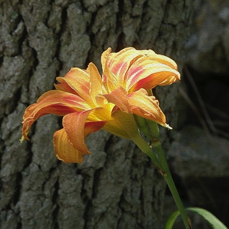 Daylily - NHP36